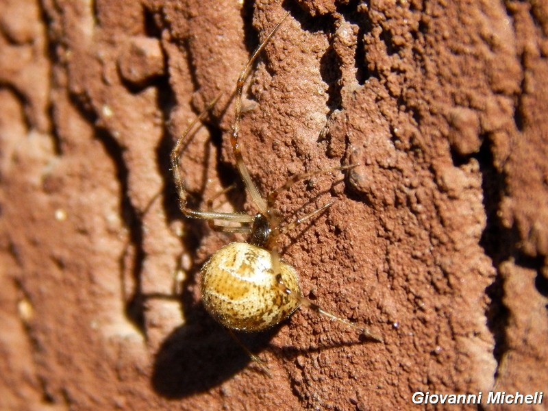 Parasteatoda tepidariorum  - Arluno (MI)